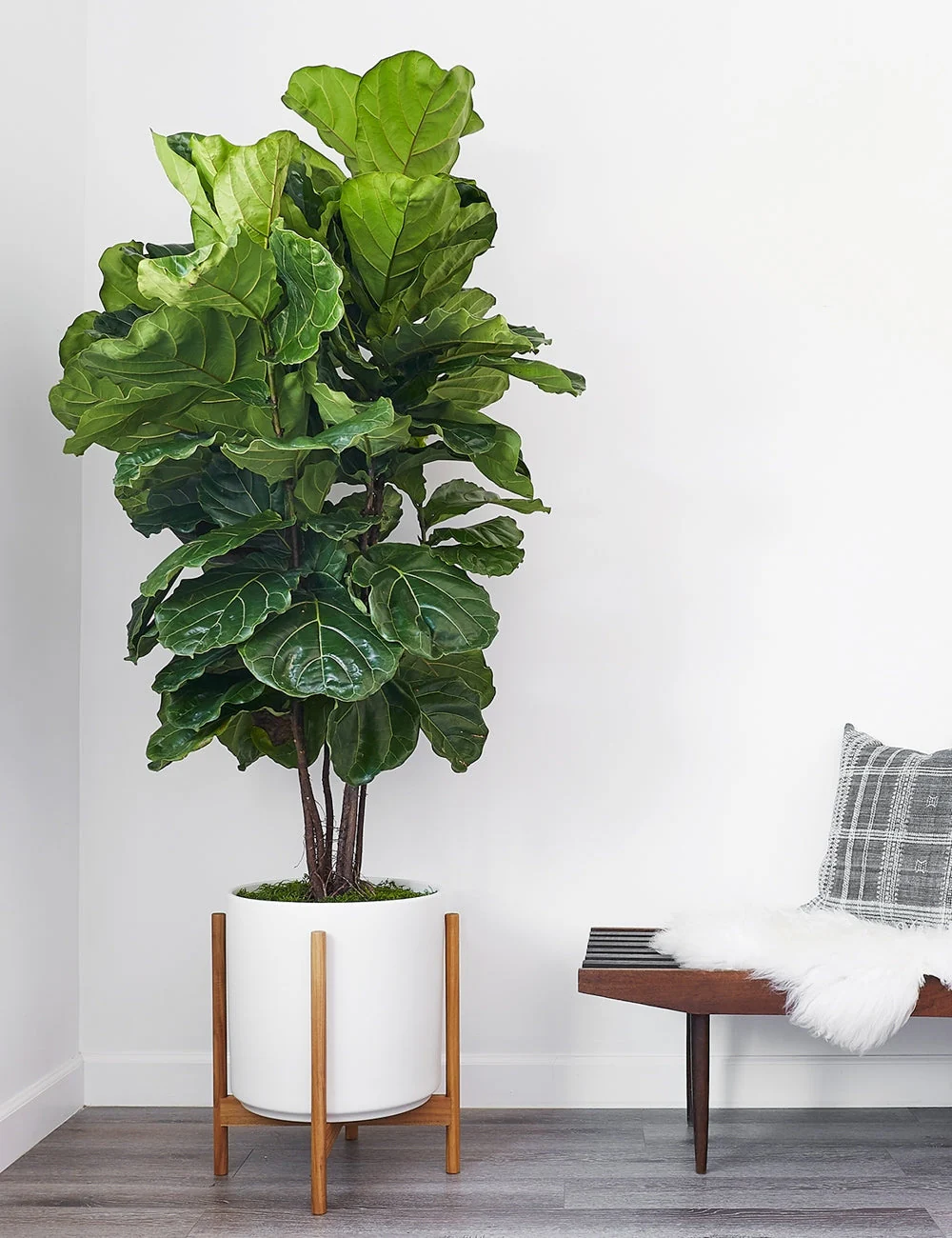 Ceramic Planter Pot + Teak Stand by LBE Design