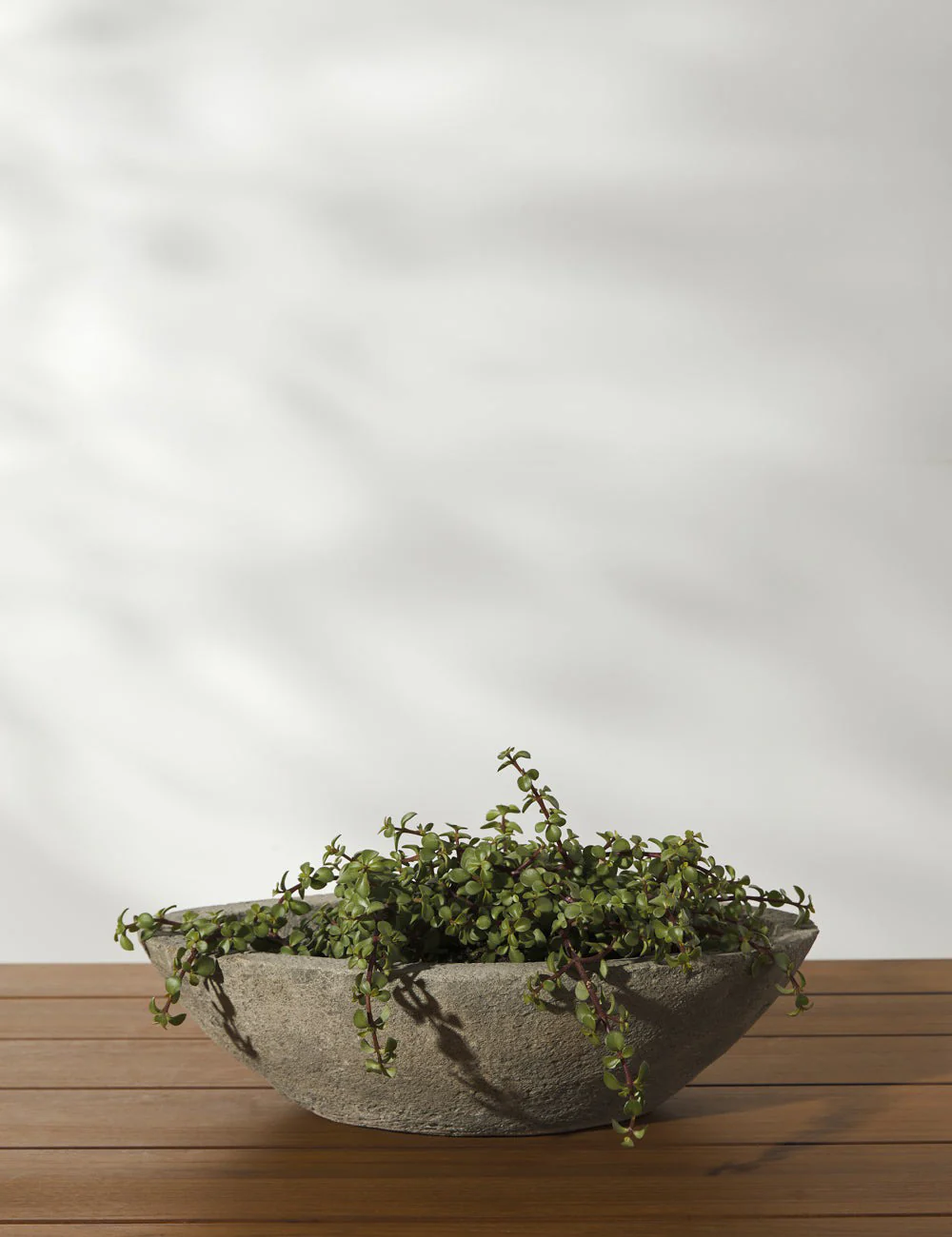 Cast Stone Tabletop Planters by Campania International