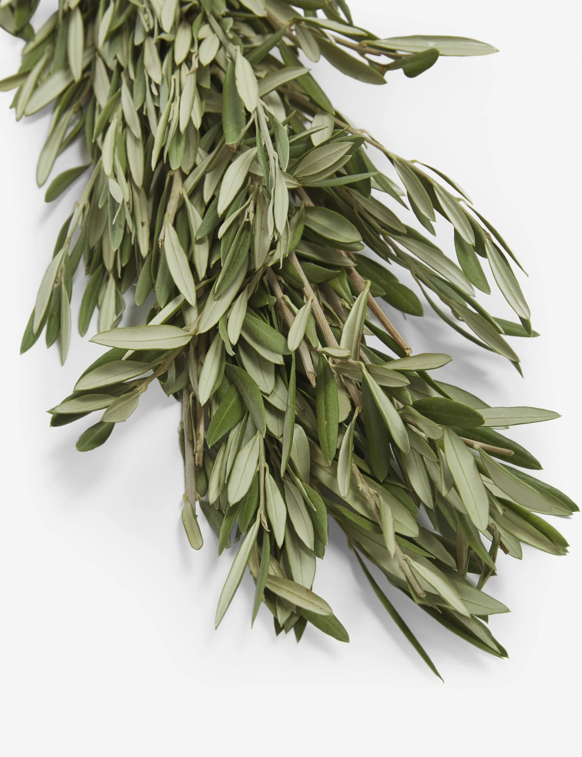 Fresh Handmade Olive Branch Garland
