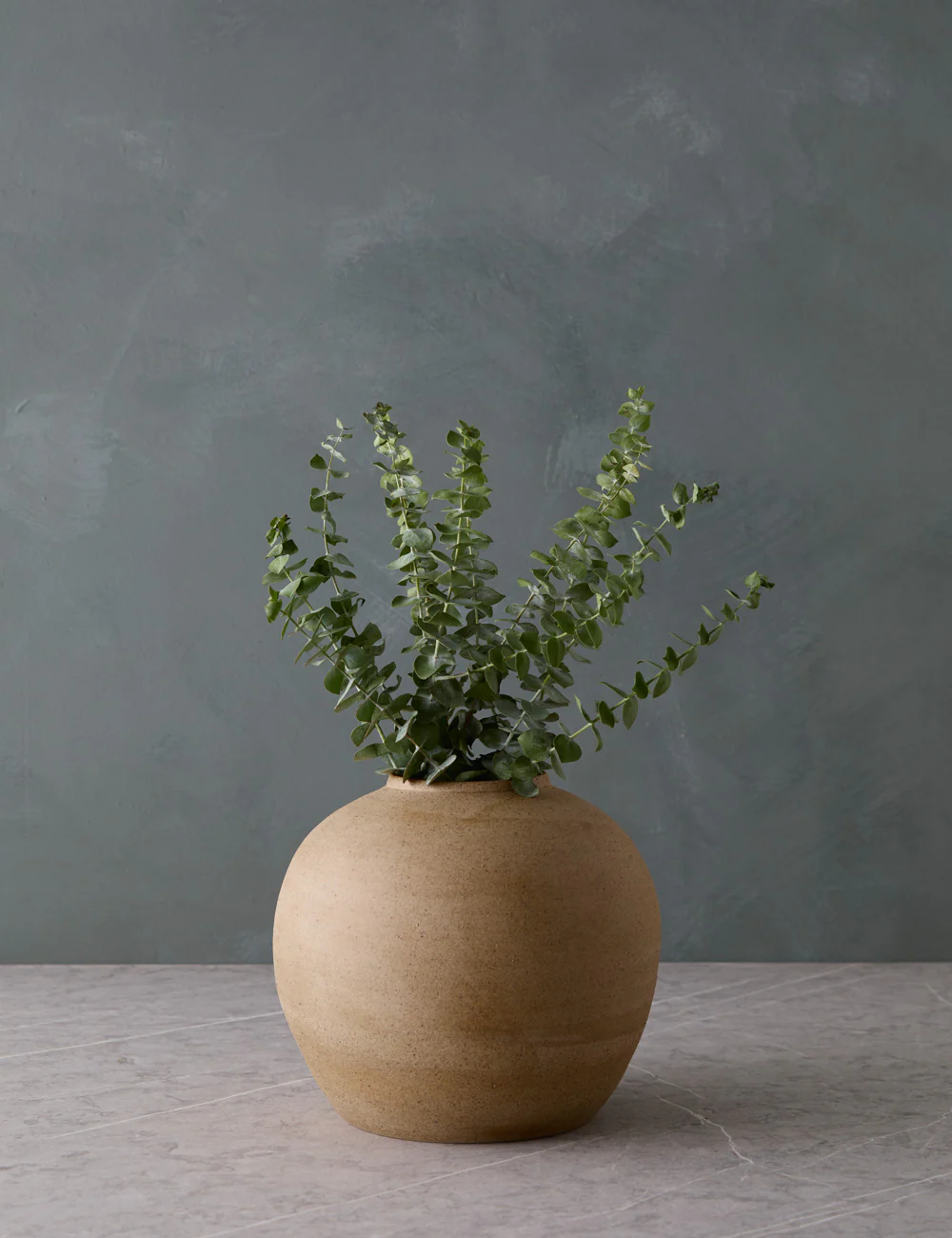 Live Baby Blue Eucalyptus Bunch