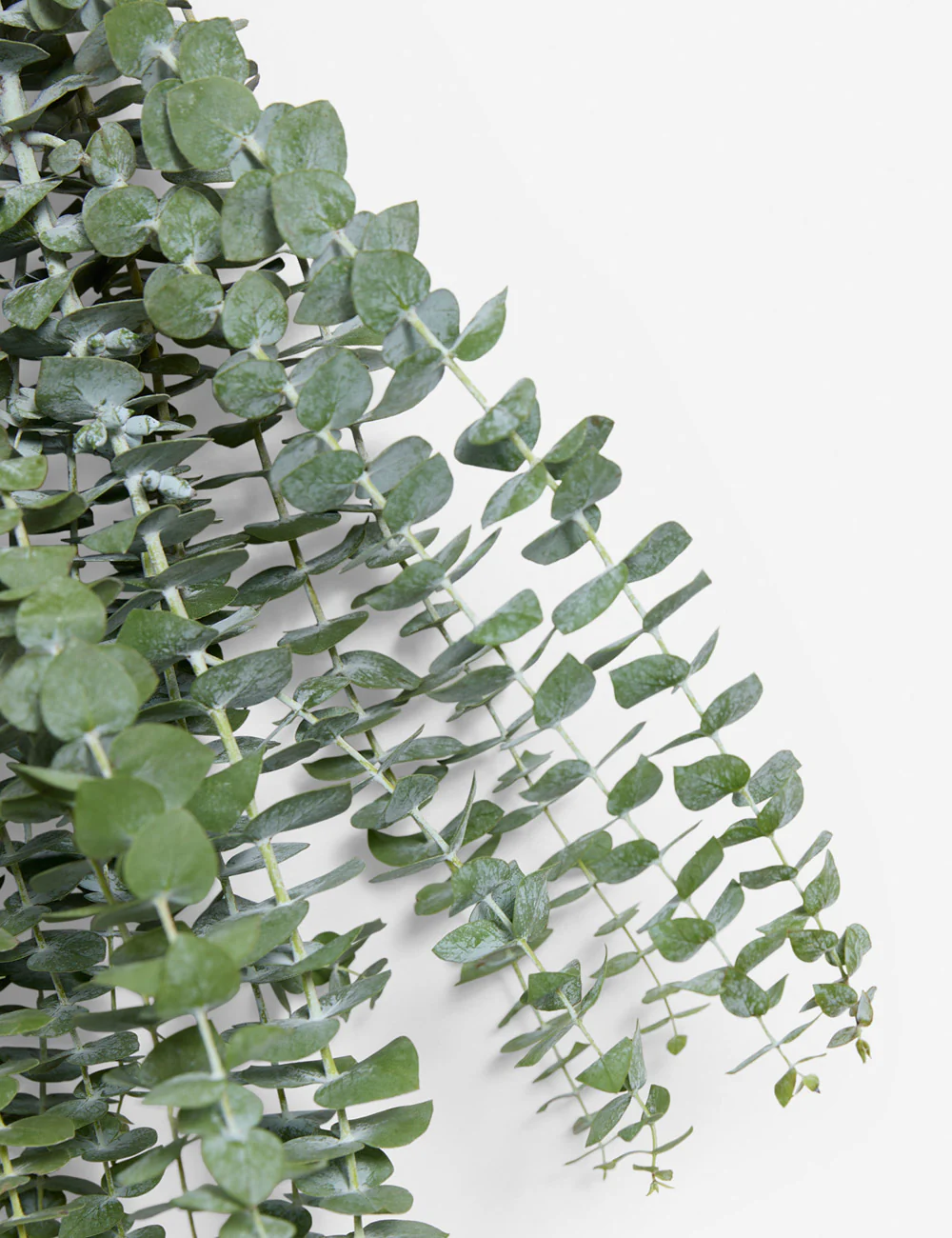 Live Baby Blue Eucalyptus Bunch