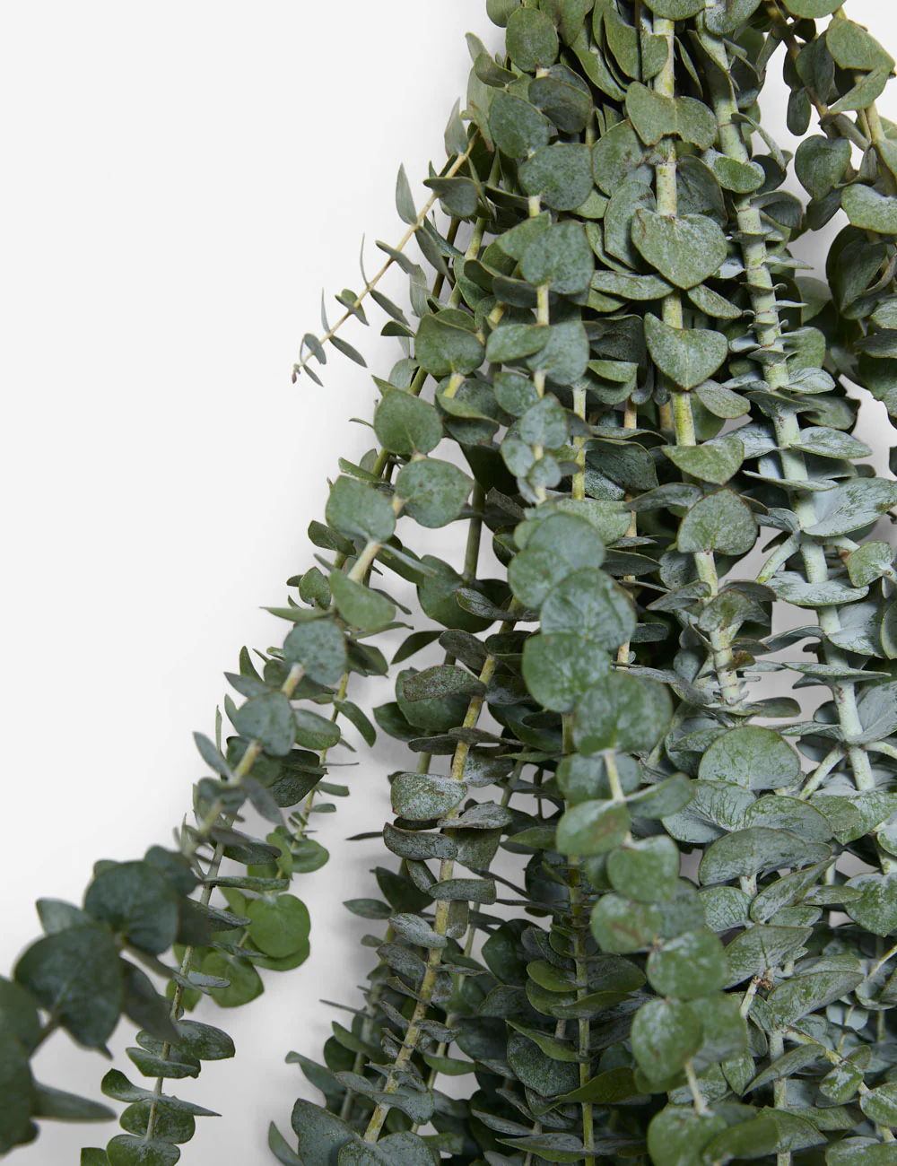 Live Baby Blue Eucalyptus Bunch