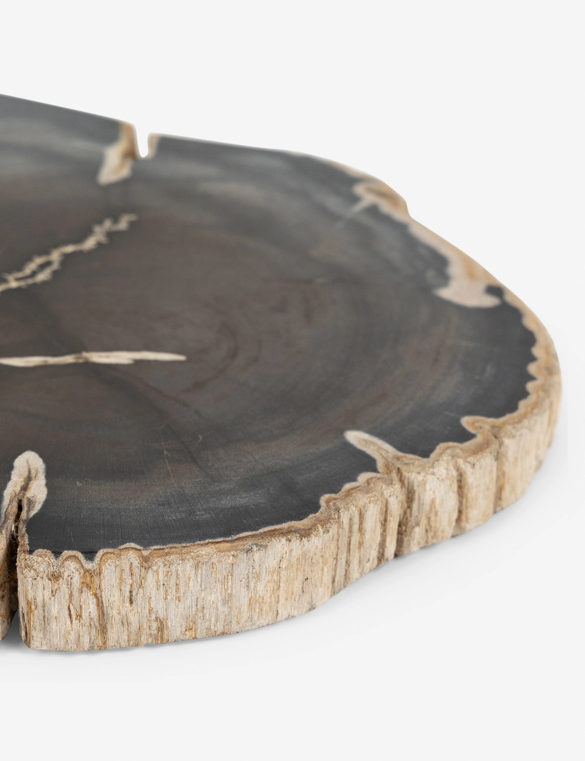 Farzana Petrified Wood Slab
