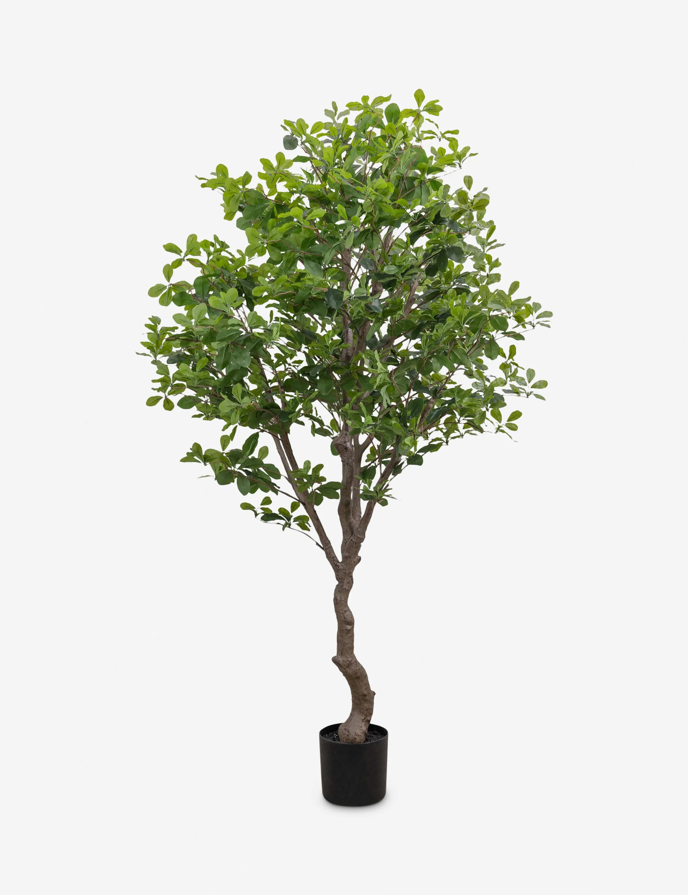 Faux Aralia Tree