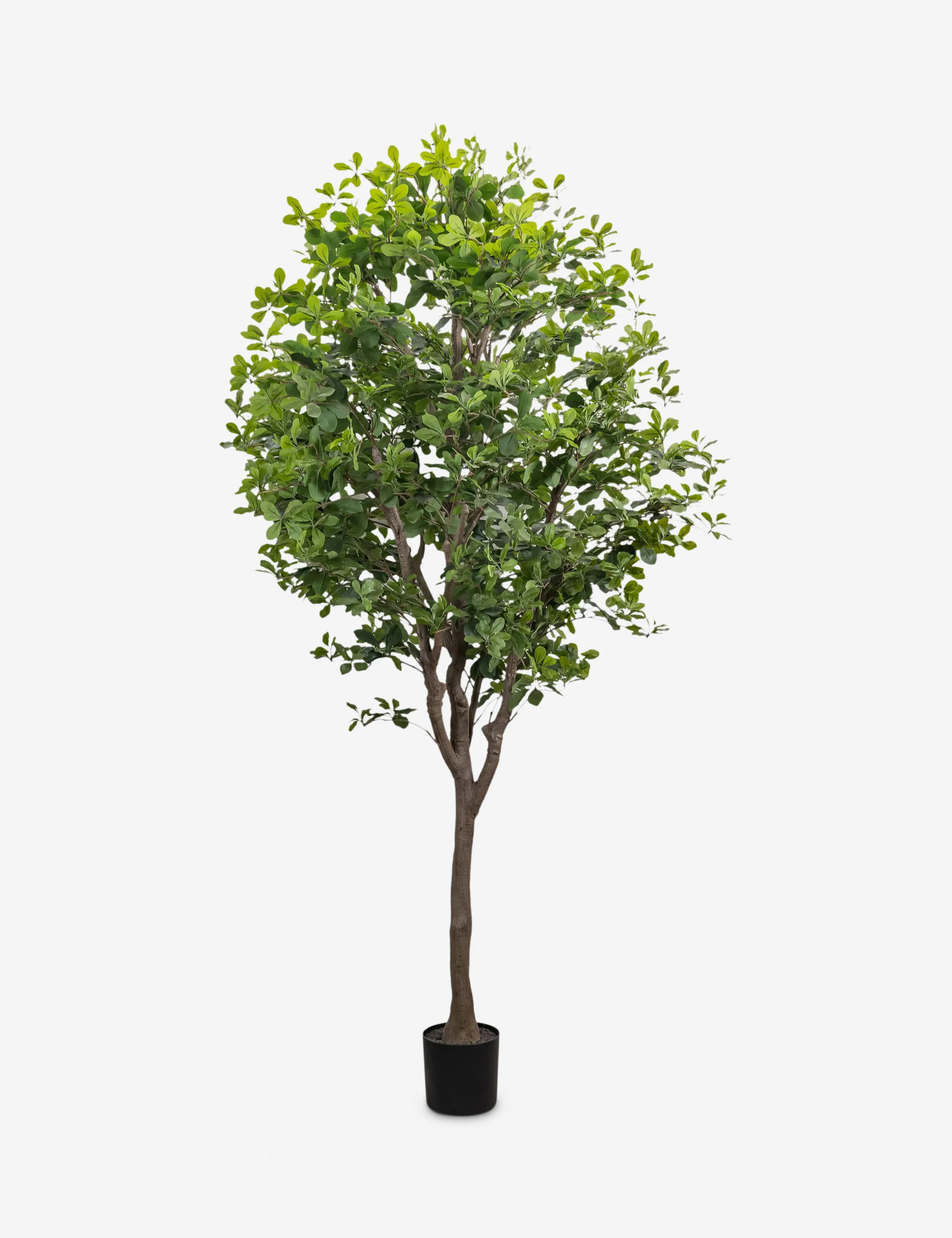 Faux Aralia Tree