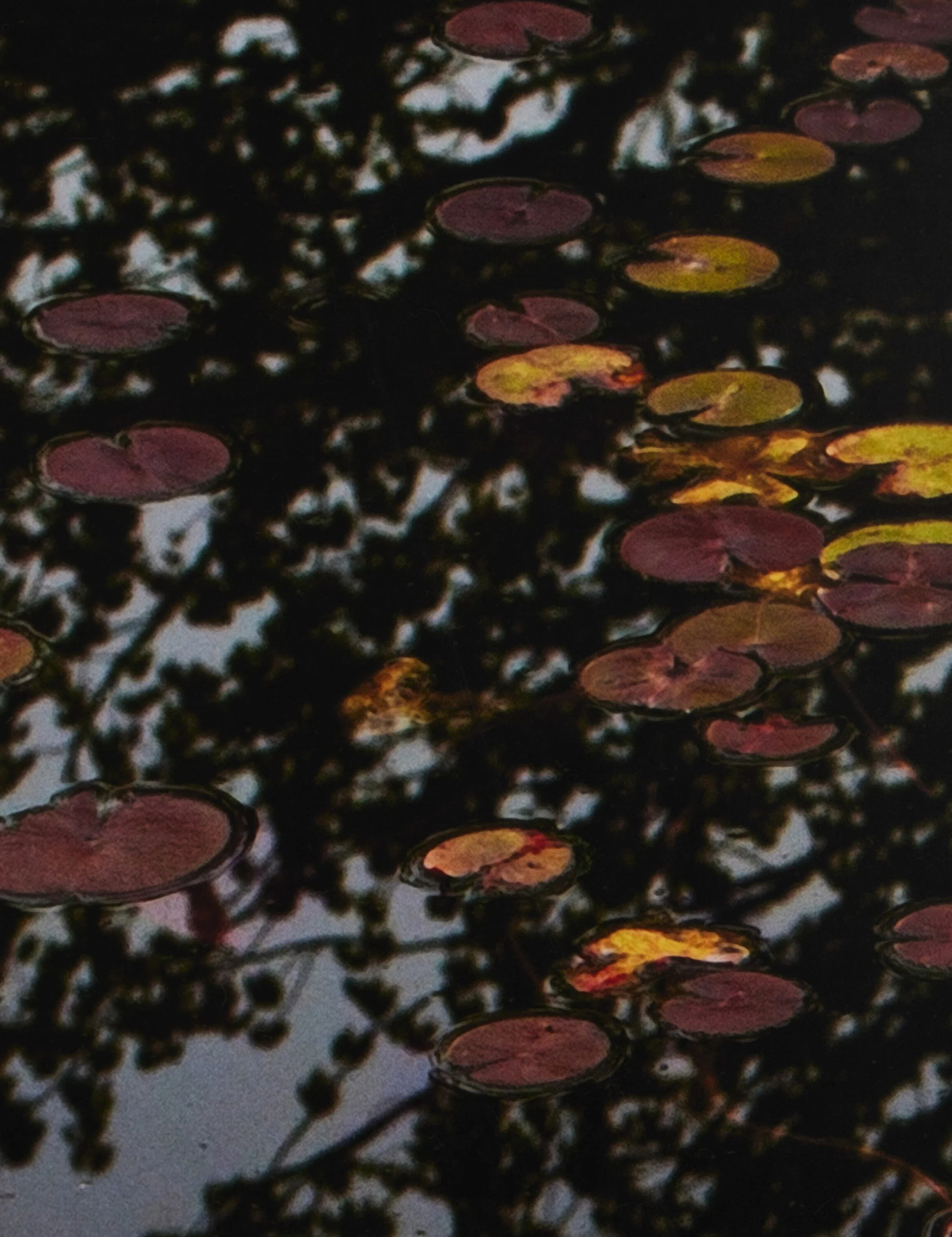 Echo by Shade Degges