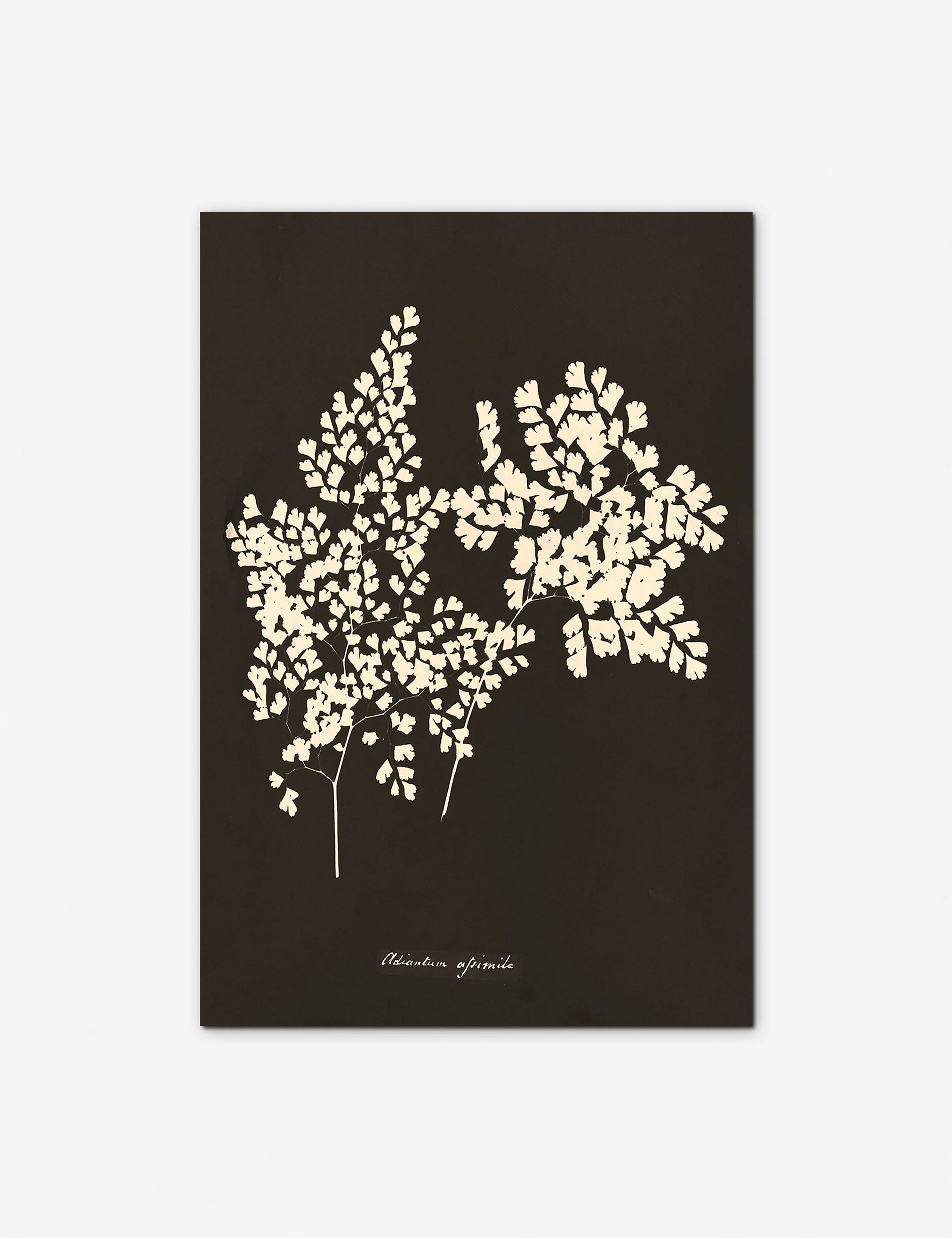 Adiantum Cuneatum Print by Anna Atkins